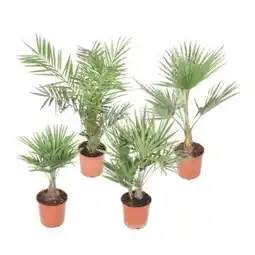 OBI Grow by Obi Palmenmix Angebot