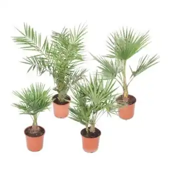 OBI Grow by Obi Palmenmix Angebot