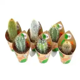 OBI Grow by Obi Kakteen Saeulen Angebot