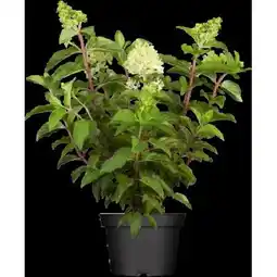OBI Rispenhortensie Angebot