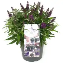 OBI Grow by Obi Sommerflieder Butterfly Candy Angebot