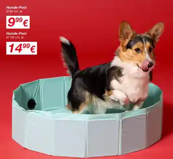 KiK Hunde-Pool Angebot