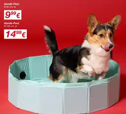 KiK Hunde-Pool Angebot