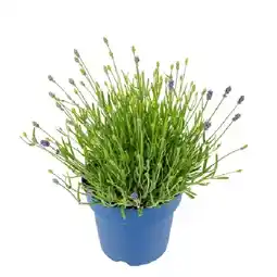 OBI Echter Lavendel Topf-Ø ca. 17 cm Lavandula Angustifolia OBI Angebot