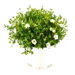 OBI Berg-Sandkraut Summer White Höhe ca. 26 cm Arenaria montana OBI Angebot