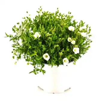 OBI Berg-Sandkraut Summer White Höhe ca. 26 cm Arenaria montana OBI Angebot