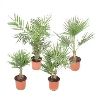 OBI Palme Sortenmix Höhe 60 - 80 cm Topf-Ø ca. 20 cm OBI Angebot