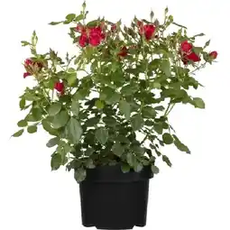 OBI Beetrose Rot Lizenz Höhe ca. 20 - 30 cm Topf ca. 3 l Rosa Hybride OBI Angebot