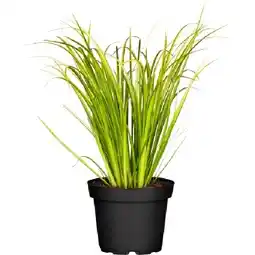 OBI Grasartiger Kalmus Argenteostriatus Topf-Ø ca. 14 cm OBI Angebot
