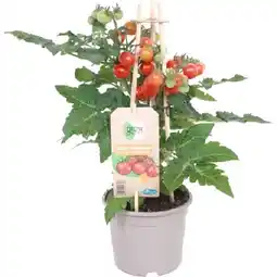 OBI Cherrytomate Pick & Joy ca. 40 cm Lycopersicon lycopersicum OBI Angebot