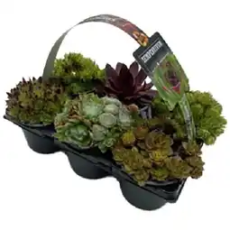 OBI Hauswurz Sempervivum 6-fach Sortiert Crassulaceae OBI Angebot