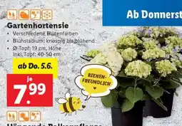 Lidl GARTENHORTENSIE Angebot