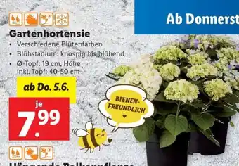 Lidl GARTENHORTENSIE Angebot
