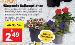 Lidl Hängende Balkonpflanze Angebot