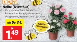 Lidl Nelke (Dianthus) Angebot