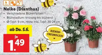 Lidl Nelke (Dianthus) Angebot