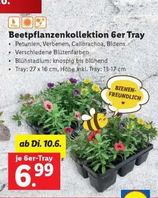 Lidl Beetpflanzenkollektion 6er Tray Angebot