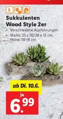Lidl Sukkulenten Wood Style 2er Angebot