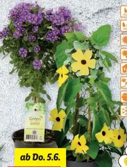 Lidl Terrassenstämmchen Angebot