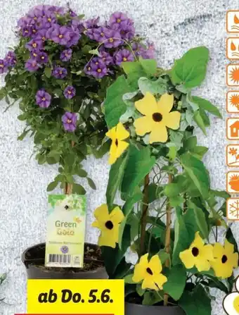 Lidl Terrassenstämmchen Angebot