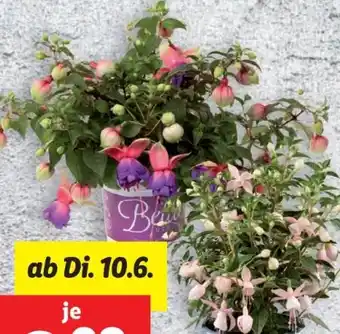 Lidl Fuchsien Angebot