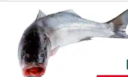 Transgourmet Vonatur Wolfsbarsch Angebot
