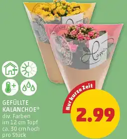 PENNY Gefüllte kalanchoe Angebot