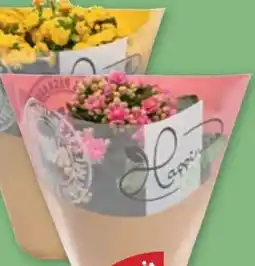 PENNY Gefüllte Kalanchoe Angebot