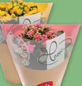 PENNY Gefüllte Kalanchoe Angebot