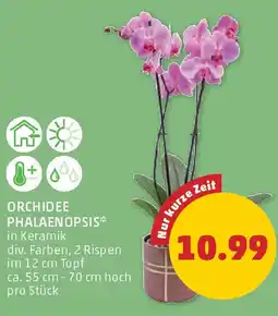 PENNY Orchidee phalaenopsis Angebot