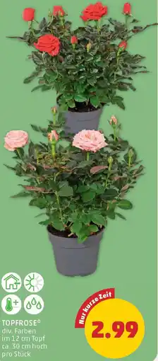 PENNY Topfrose Angebot