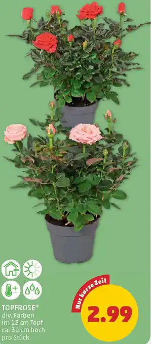 PENNY Topfrose Angebot