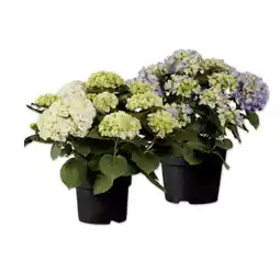 Lidl Gartenhortensien Verschiedene Blütenfarben Lidl Angebot
