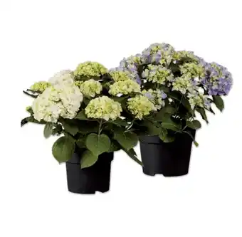 Lidl Gartenhortensien Verschiedene Blütenfarben Lidl Angebot
