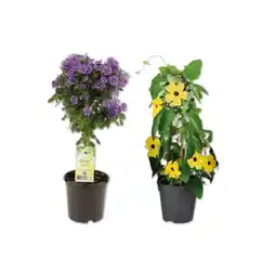 Lidl Terrassenstämmchen oder Pyramide Verschiedene Arten- und Blütenfarben Lidl Angebot
