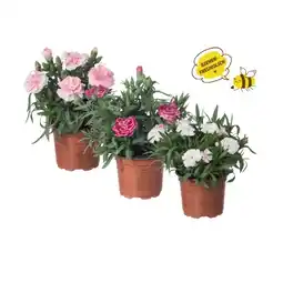 Lidl Nelke (Dianthus) Verschiedene Blütenfarben Lidl Angebot