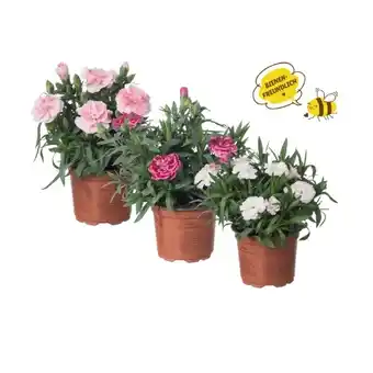 Lidl Nelke (Dianthus) Verschiedene Blütenfarben Lidl Angebot