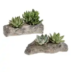 Lidl Sukkulenten Wood Style 2er Verschiedene Ausführungen Lidl Angebot