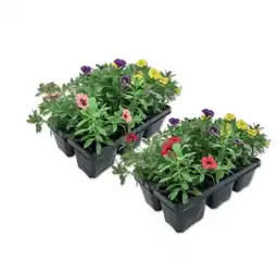 Lidl Beetpflanzenkollektion Petunien, Verbenen, Calibrachoa, Bidens Verschiedene Blütenfarben Lidl Angebot