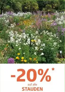 Bellaflora Auf alle stauden Angebot