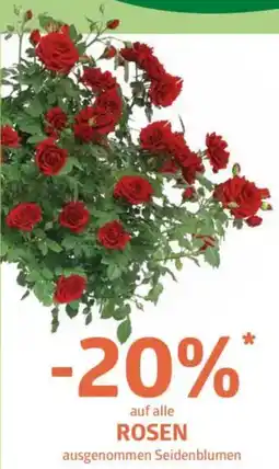 Bellaflora Rosen Angebot