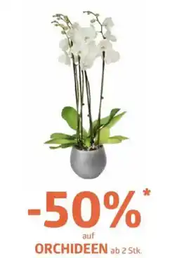 Bellaflora Orchideen Angebot