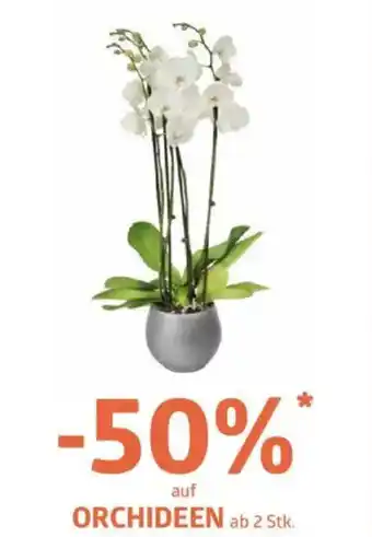 Bellaflora Orchideen Angebot