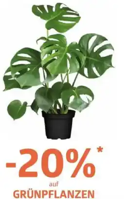 Bellaflora Grünpflanzen Angebot