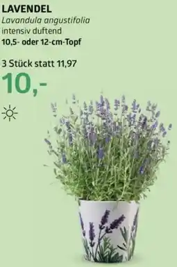 Bellaflora Lavendel Angebot