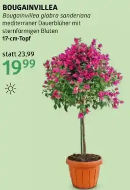 Bellaflora Bougainvillea Angebot