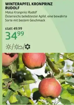 Bellaflora Winterapfel kronprinz rudolf Angebot