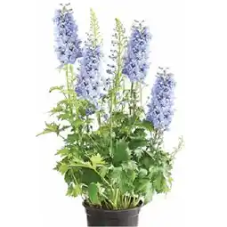 Dehner Rittersporn versch. Sorten Topf Ø19 cm Dehner Angebot