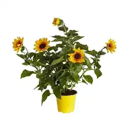Dehner Sonnenblume Sunbelievable Topf Ø14 cm Dehner Angebot