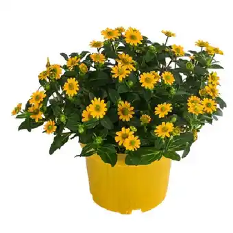 Dehner Husarenknöpfchen Topf Ø12 cm Dehner Angebot